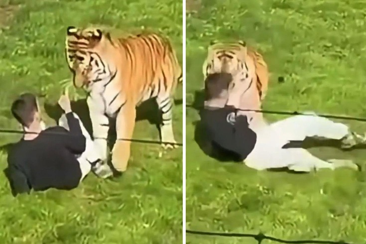 Hayvanat bahçesinde Bengal kaplanının bulunduğu alana girdi, hayatını kaybetti