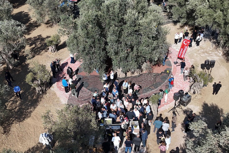 Bin yıllık zeytin ağacından hasat yapıldı, anında tadıldı