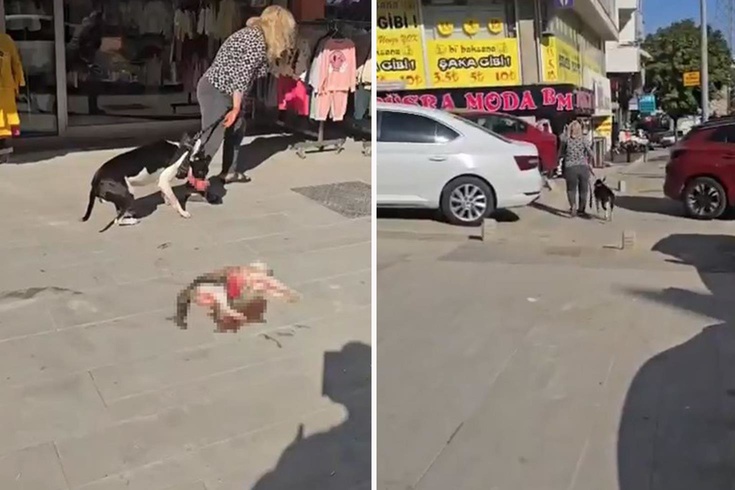 Esenyurt'ta ağızlıksız pitbull sokak kedisini öldürdü
