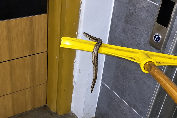 Arnavutköy'de su basan apartmanın bodrum katında yılan görüldü