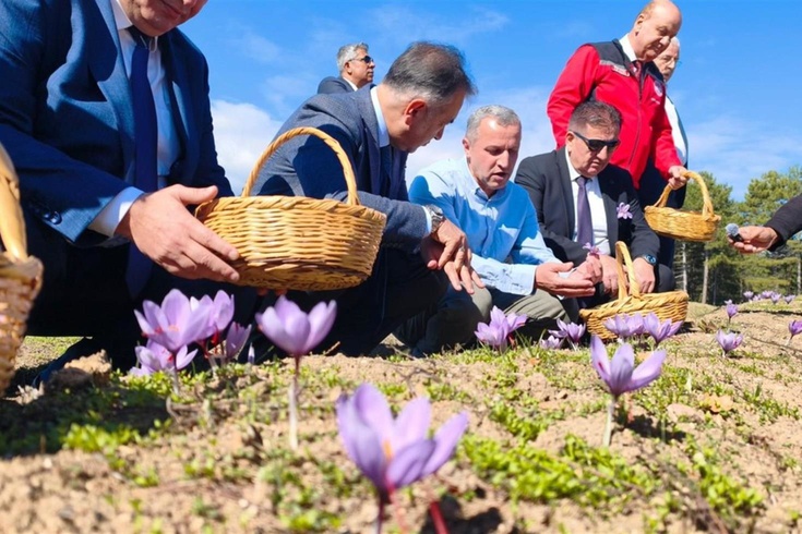 Safranbolu'da safran hasadı sürüyor! Kilosu 800 bin TL'den satışa sunuldu