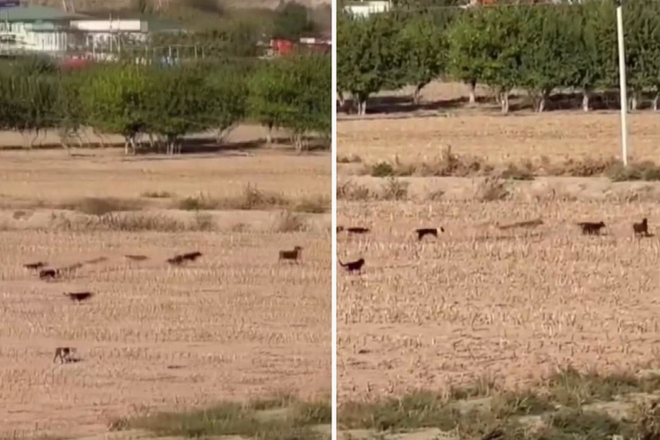 Başıboş köpek sürüsü koyuna saldırdı