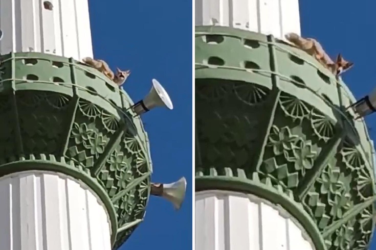 Mersin'in Mut ilçesinde kuşların peşinden giden tilki minarede görüntülendi