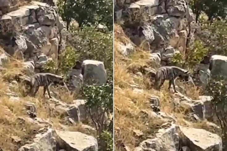 Hayvanlarını otlatırken karşısına çıktı! Nesli tehlike altında