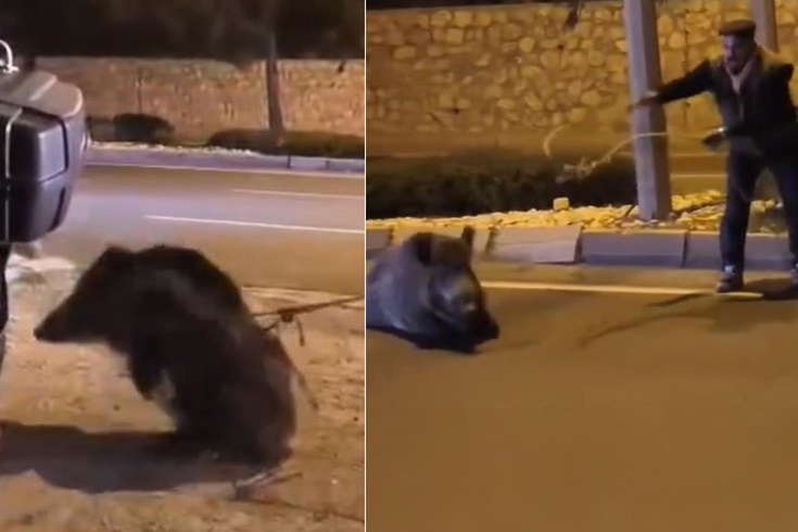 Sökeli kovboy! Yaban domuzuna yaptıklarına bakın