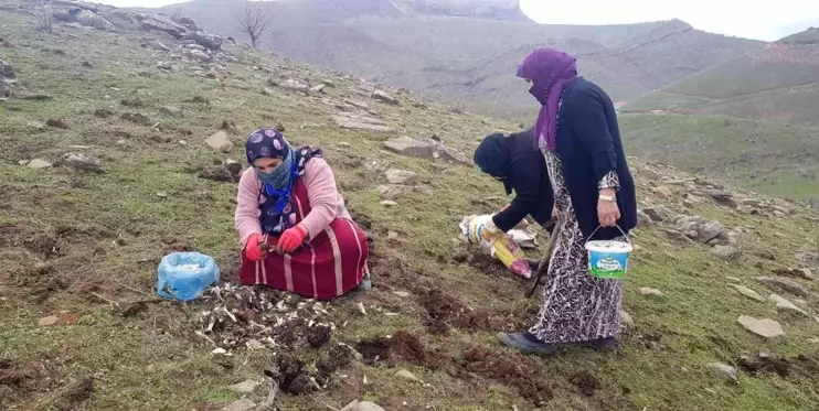 Derecik'te kenger bitkisini toplama sezonu başladı