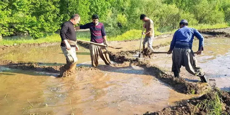 Derecik'te zorlu çeltik ekimi başladı