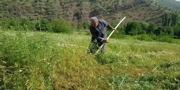 Derecik'te tırpanla ot biçme sezonu başladı