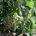 The retired teacher grows 200 varieties of fruit in the tropical garden he established.