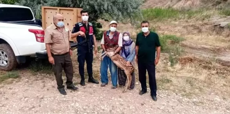 Nallıhan'da yavru ceylan köpeklerin elinden son anda kurtarıldı