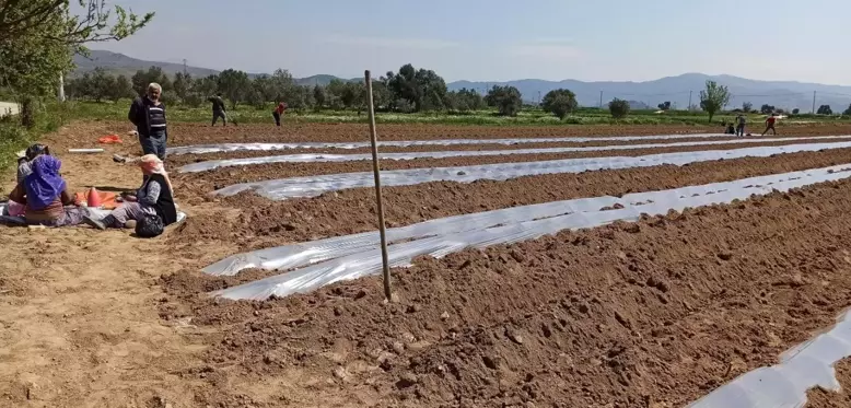 Don tehlikesi geçti, salatalık ekimleri hızlandı