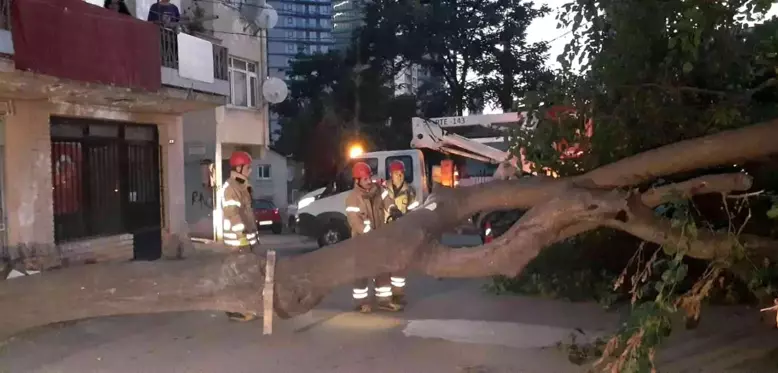 Kadıköy'de dut ağacı kökünden koparak devrildi