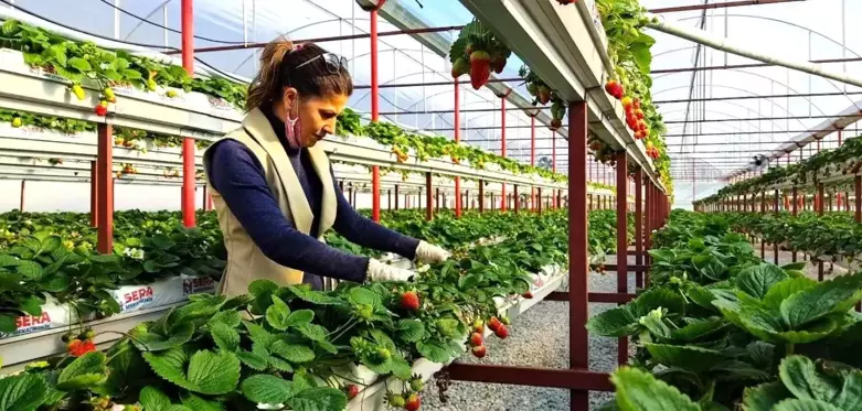 Sökeli Nilgün öğretmen seracılığa el attı, çilek üretiminde başarıyı yakaladı