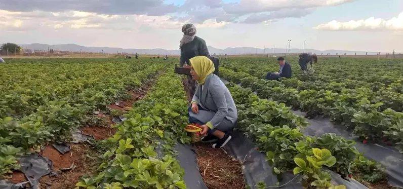 Kızıltepe'de çilek hasadı yapıldı