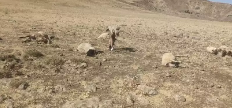 CESEDİ BULUNAN ÇOBANIN 20 KOYUNU DA SİLAHLA VURULARAK ÖLMÜŞ