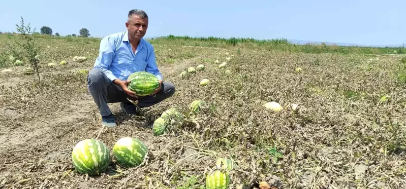 Tarlada 80 kuruşa kadar düştü, tezgahta 4-5 lira