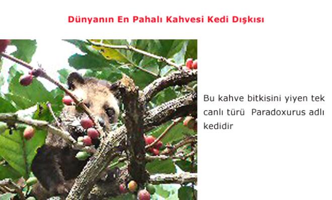 Kedi Dışkısından Kahve