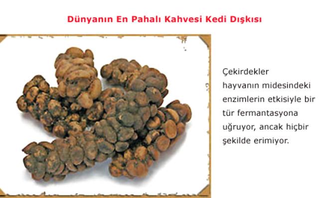 Kedi Dışkısından Kahve