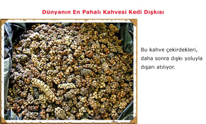 dışkısından kahve yapılan kedi