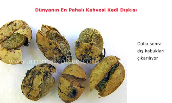 Kedi Dışkısından Kahve