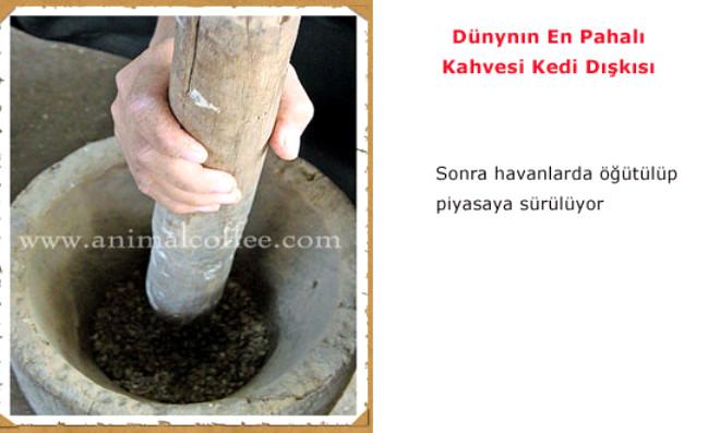 Kedi Dışkısından Kahve
