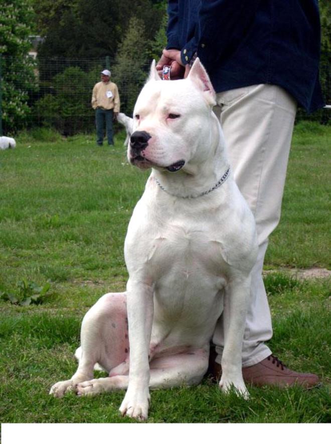 Bu Kopekler Artik Yasak Foto Galerisi