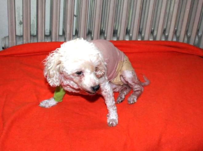Evde İçilen Sigara Köpeği Kanser Etti