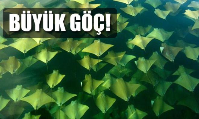 Binlerce vatoz balığının göçü görüntülendi Binlerce vatoz balığının göçü görüntülendi
