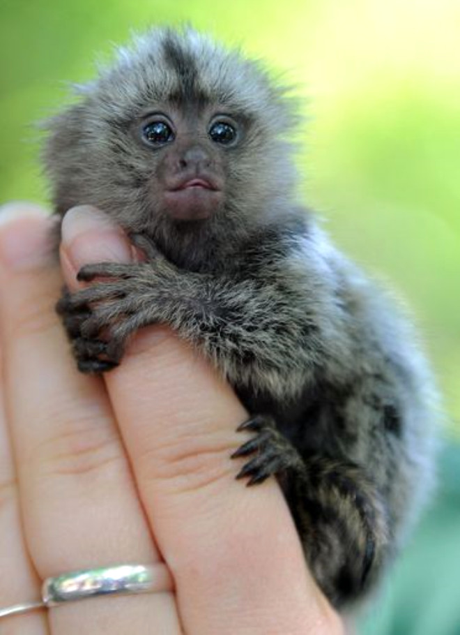 Dünyanın En Küçük Maymunu