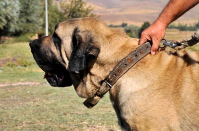 Anadolu’nun en iri köpeği Aksaray Malaklısı Foto Galerisi