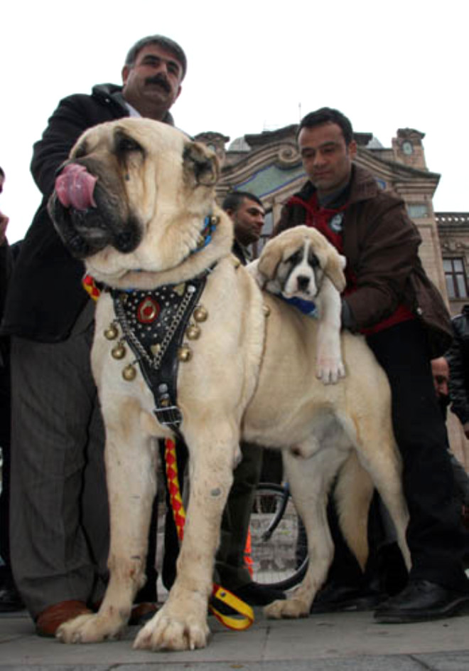 Anadolu’nun en iri köpeği Aksaray Malaklısı Foto Galerisi