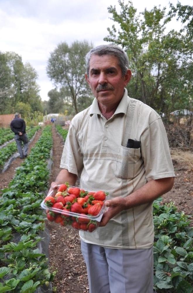 Yozgat’ta Çilek Hasadı Başladı