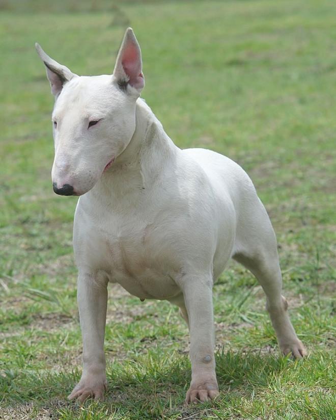 Dünyanın En Güçlü 16 Köpeği