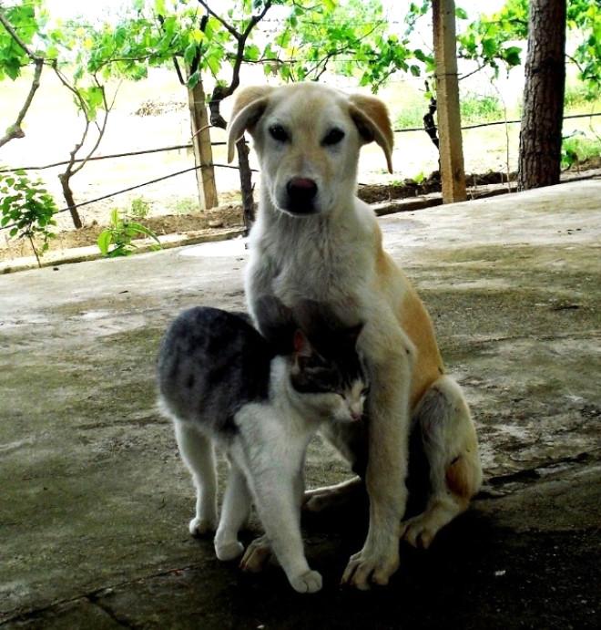 Sarıgöl’de KediKöpek Dostluğu