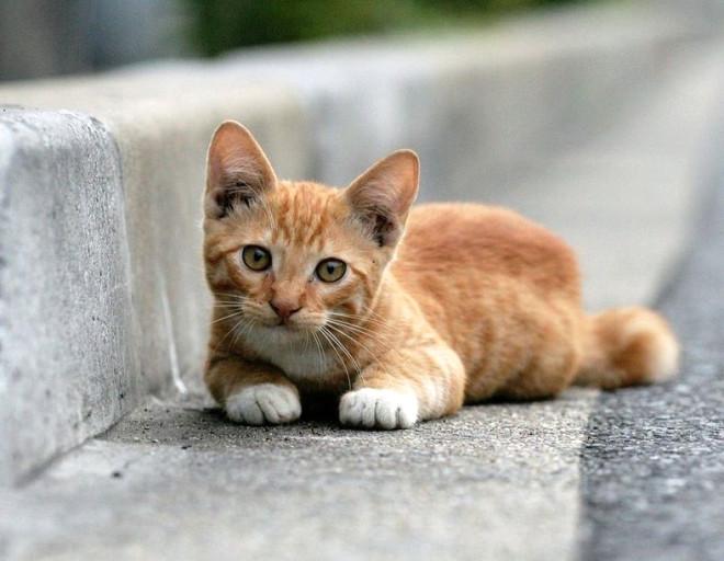 İslam’da Özel Bir Hayvan Kedi