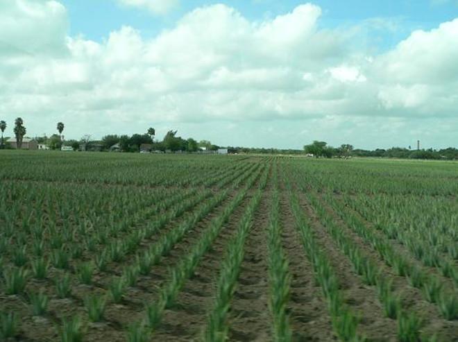 Aloe Vera Nin Mucizevi Faydalari Foto Galerisi