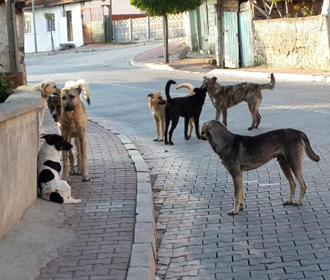 Sürü Halindeki Sokak Köpekleri Halkın Korkulu Rüyası