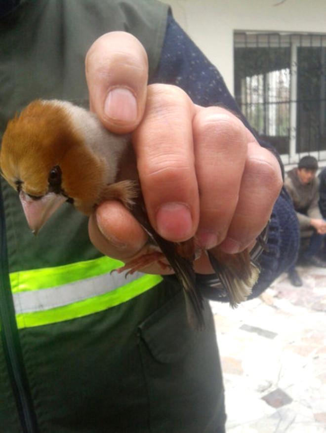 izmir kus pazari na operasyon duzenlendi