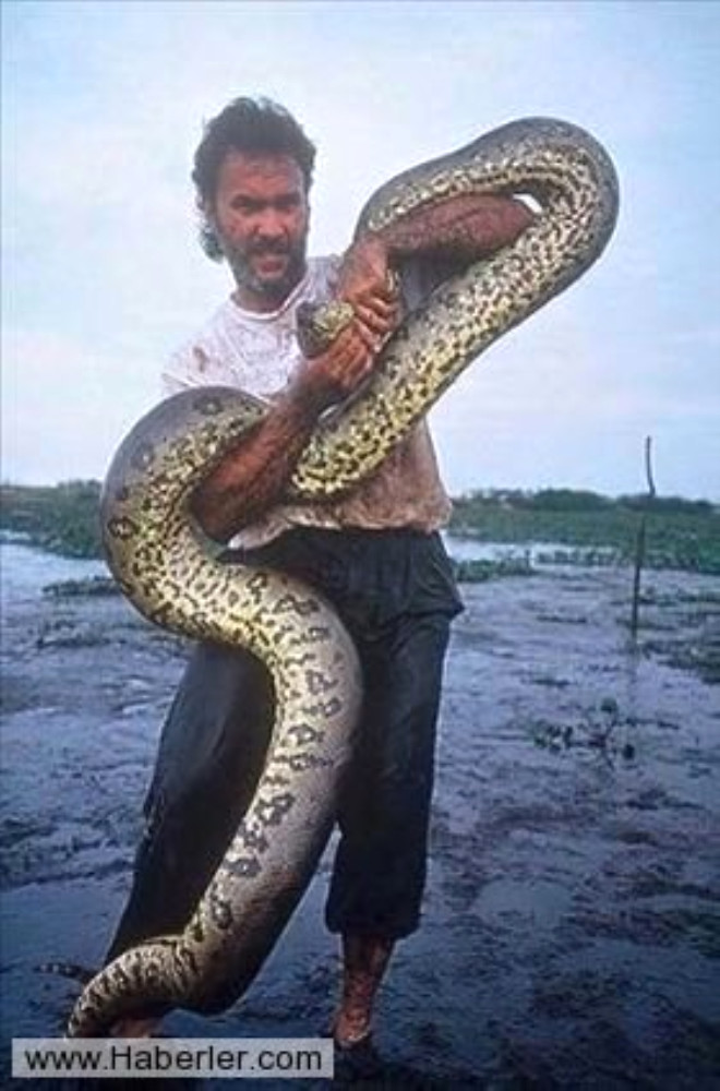 Самый большой змей в мире фото. Самая большая Анаконда в мире. Самая большая змея в мире Анаконда.