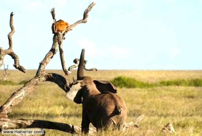 Sirtlandan Kacan Impala Su Aygirina Yakalandi Foto Galerisi