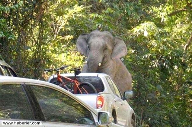 Tayland’da bir fil otomobili sürücüsüyle birlikte ezdi 4