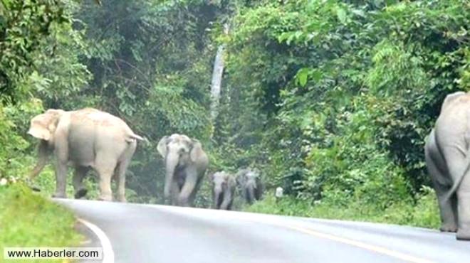 Tayland’da bir fil otomobili sürücüsüyle birlikte ezdi 30