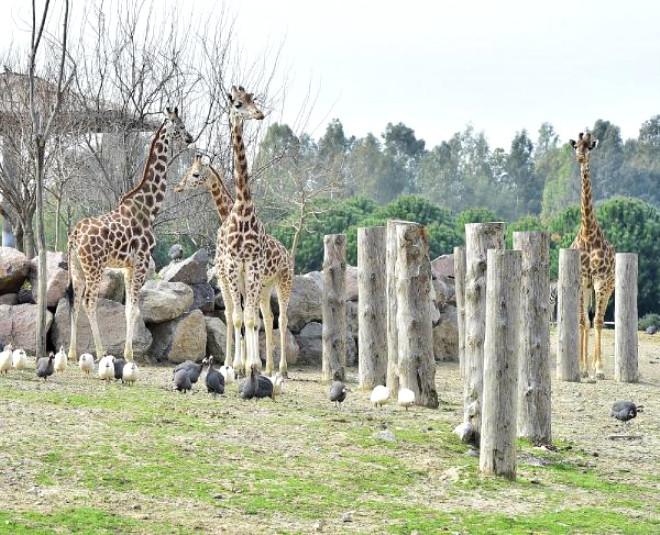 Doğal Yaşam Parkındaki Dört Zürafa, Ziyaretçilerin İlgi Odağı..