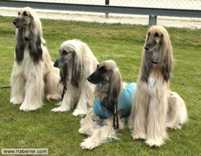 Dünyanın En Pahalı Köpeklerinden Biri Afgan Tazısı Foto Galerisi
