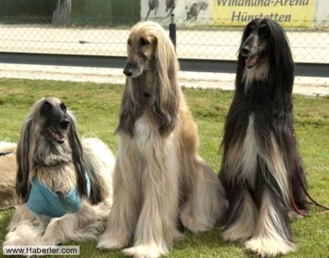 Dünyanın En Pahalı Köpeklerinden Biri Afgan Tazısı Foto Galerisi
