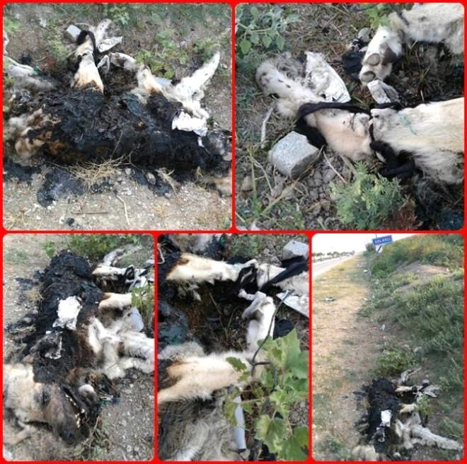 Adana’da Patileri Bağlanarak Yakılmış Köpek Cesedine Tepki Yağdı