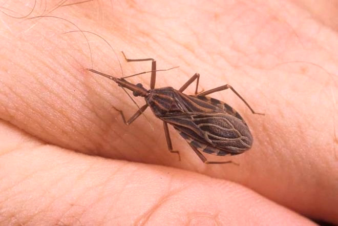 Ölümcül Hastalığa Sebep Olan Öpüşme Böcekleri Hakkında 18 Bilgi