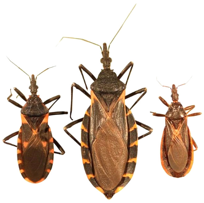 Ölümcül Hastalığa Sebep Olan Öpüşme Böcekleri Hakkında 18 Bilgi