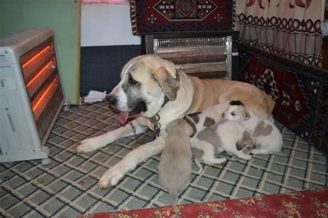 Aksaray Malak Köpeği