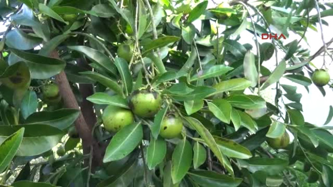 Antalya Gazipaşa’da Tropikal Bahçede ’Çikolata Meyvesi’